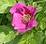 Krokainā roze